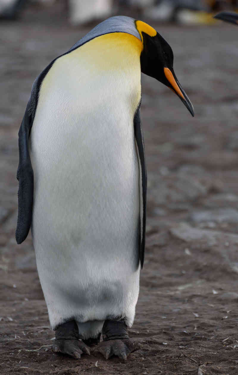 Pingüino Rey - islas Georgias del Sur 023.jpg